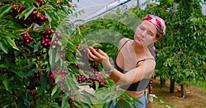 People pick sweet cherries on their own in garden. Self-service. Work in orchard. Real person filmed while working