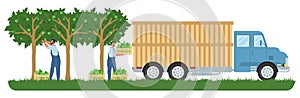 People picking apples in orchard, loading fruit crates into truck, vector illustration. Fruit harvesting. Agriculture.
