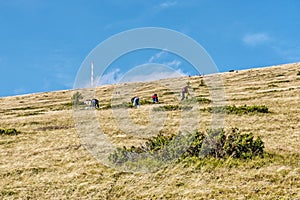 People picking berries, Kralova Hola peak, Slovakia