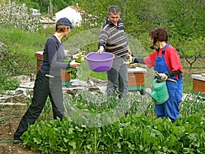 People picking chard on the field