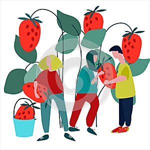 People picking strawberries vector illustration in abstract flat style. Harvesting concept. Agritourism concept