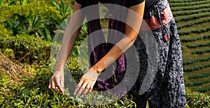 People picking tea in a mountain field.