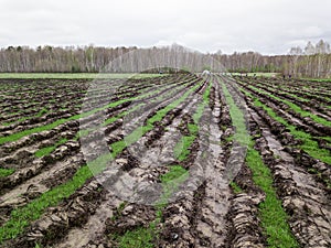 People plant trees on the field in beds dug