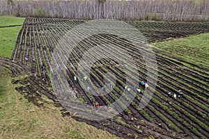 People plant trees on the field in beds dug