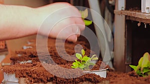 People planted plants in pots on the conveyor, plant planted hands close-up. Conveyor in the greenhouse