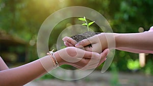 People are planting trees in their hands. There are trees, ideas for nature and environment conservation