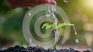 People are planting and watering plants in their hands. There are trees, ideas for preserving nature and the environment