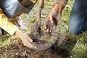 People planting young tree outdoors on sunny day, closeup