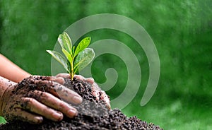 People are protect small plants by hand on green blur nature background, earth day or world environment day concept. Green world