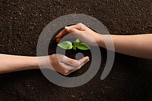 People protecting young seedling on soil