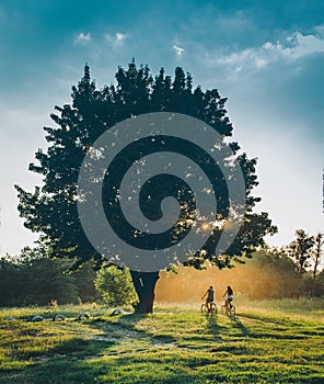 People ride a bike at sunset with a sun set under a tree. Nature