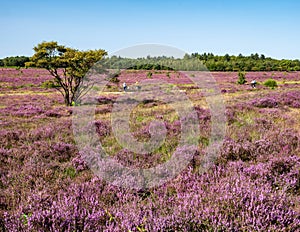 People riding bicycle and purple heather in nature reserve Zuiderheide, het Gooi, Netherlands photo
