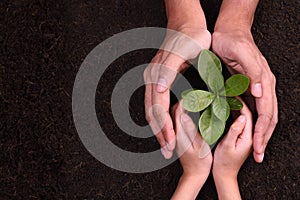 People`s hands cupping protectively around young plant