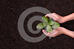 People`s hands cupping protectively around young plant