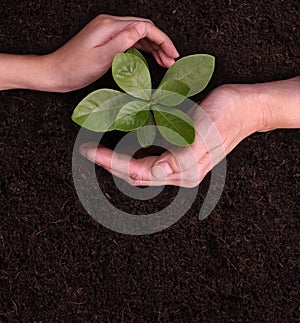 People`s hands cupping protectively around young plant