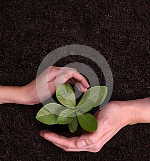 People`s hands cupping protectively around young plant