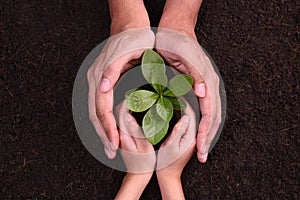 People`s hands cupping protectively around young plant