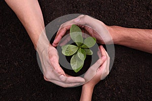 People`s hands cupping protectively around young plant