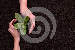 People`s hands cupping protectively around young plant