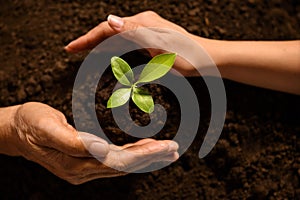 People`s hands cupping protectively around young plant