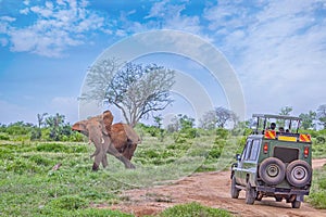 People on safari watch an elephant from off-road car in Tsavo East, Kenya. It is a wildlife photo from Africa.