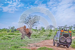 People on safari watch an elephant from off-road car in Tsavo East, Kenya. It is a wildlife photo from Africa. photo