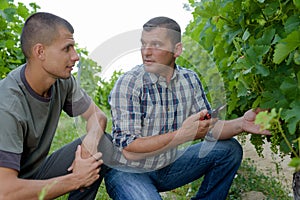 People sampling and tasting wines in vineyard