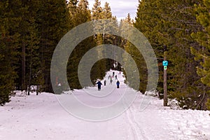 People skiing on a ski-trail between trees in a snow park in Central Oregon