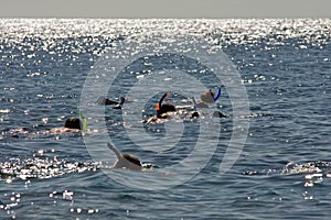 People snorkeling