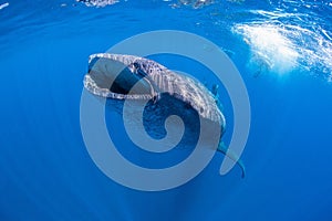 Whale shark on a Snorkeling Tour photo