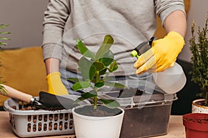 People spraying houseplant at home. Engaging hobby