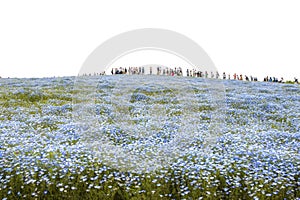 People stand at the top of hill of nemophila flowers field in hitachi seaside park japan