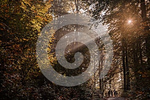 People strolling down a dirt road among large trees on a spring afternoon.