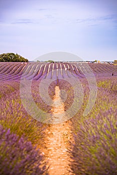 People taking pictures in beautiful purple lavender field. Famous travel destination, attraction.