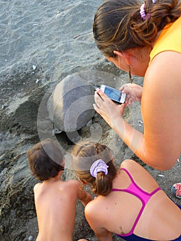 People taking pictures of a marine tourtle