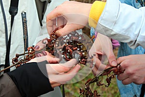 People tasting the sweet edible fruits of Japanese oriental raisin tree Hovenia dulcis
