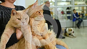 People with their pets are waiting for a medical examination at the veterinary clinic.