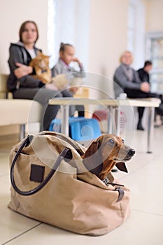 People with their pets are waiting for a medical examination at the veterinary clinic. Animal Health