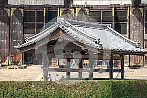 People (traveler, group tour, local people, Japanese people) visited and traveled around Todaiji Temple at the afternoon, Nara