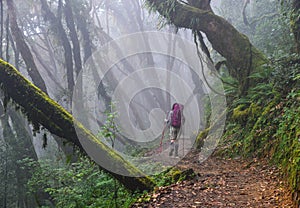 People trekking in a forest