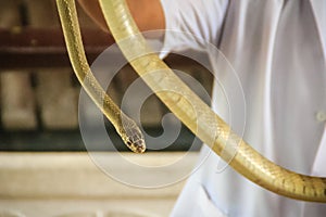 People use bare hand to catch Indochinese rat snake (Ptyas korros). Chinese ratsnake or Indo-Chinese rat snake, is a species of c