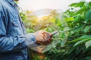 people using mobile checking report of agriculture in cassava farm