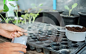 People are using tools. Planting seedlings is salad vegetables