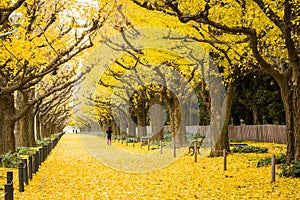 People visit yellow ginkgo trees and yellow ginkgo leaves at Ginkgo avenue. photo