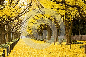 People visit yellow ginkgo trees and yellow ginkgo leaves at Ginkgo avenue.