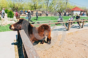 People visiting an animal farm