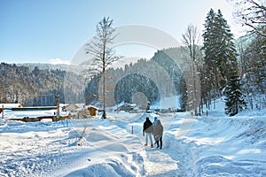 People walk in deep snow magic winter landscape