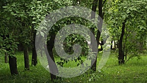 People walk in the park amid thick green trees in spring. bushy park with high dense green grass. static frame