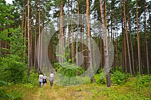 People walk in Roztocze Poland forest