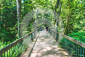 People walk on wooden bridge in the botanical garden forest in the summer season..